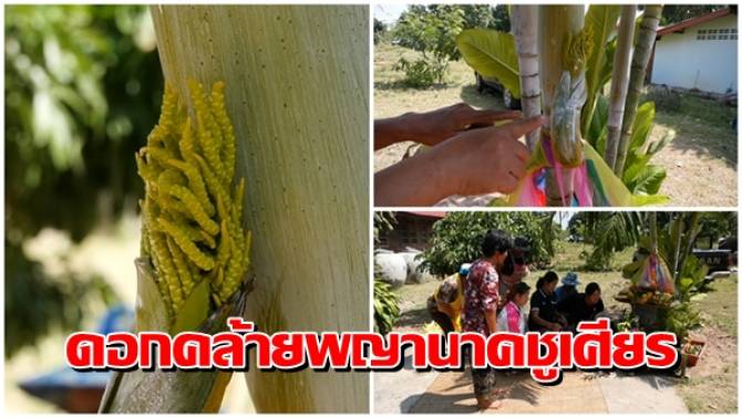 ต้น วาสนา ออกดอก เลข เด็ด