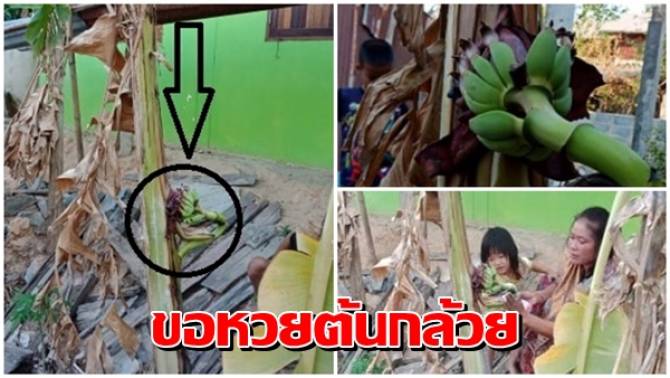 ขอหวยต้นกล้วยประหลาด แทงปลีออกลูกกลางลำต้น