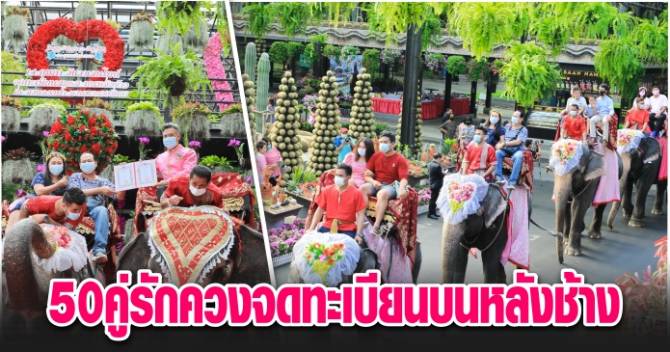 บ้านเมือง - 50 คู่รักควงจดทะเบียนบนหลังช้าง วันวาเลนไทน์