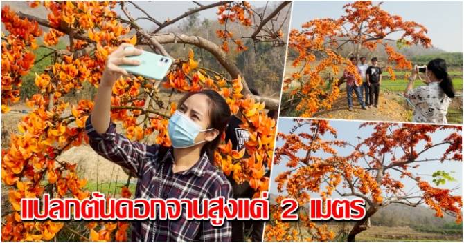 ดอกจานบานสะพรั่งหน้าแล้ง