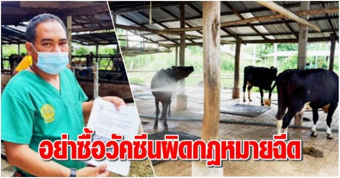 บ้านเมือง - ปศุสัตว์ประจวบฯ เตือนเกษตรกรผู้เลี้ยงโคกระบือ ...