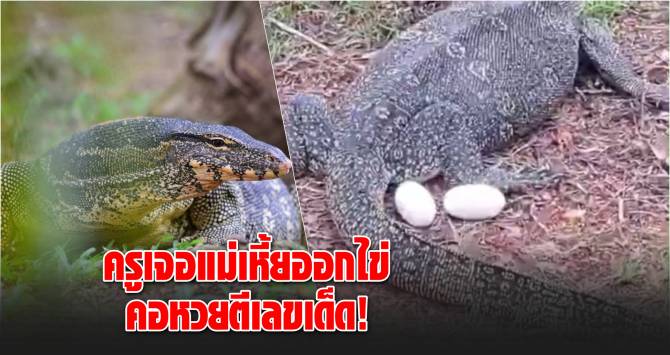 บ้านเมือง - ครูหนุ่มเจอแม่เหี้ยออกไข่ต่อหน้า คอหวยตีเลขเด็ด!