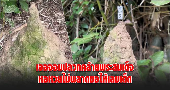 บ้านเมือง - เจอจอมปลวกคล้ายพระสมเด็จ หอหวยไม่พลาดขอให้เลขเด็ด