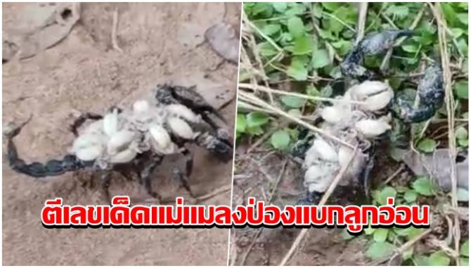 บ้านเมือง - ขนหัวลุกแม่แมลงป่องแบกลูกอ่อนหาที่อยู่ จับตีเลขเด็ดโค้งสุดท้าย