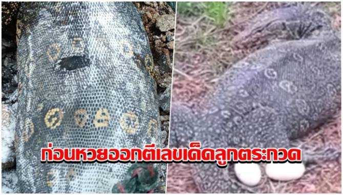 บ้านเมือง - ก่อนหวยออก! ตีเลขเด็ดลูกตระกวดโรยแป้งเห็นเลข 3 ตัวชัดๆ เชื่อมาให้โชค