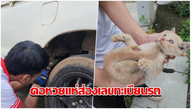 บ้านเมือง - คอหวยแห่ส่องเลขทะเบียน! เหมียวน้อยหนีหมาขย้ำซุกใต้รถกระบะสองหนุ่มสาว เชื่อมาให้โชค