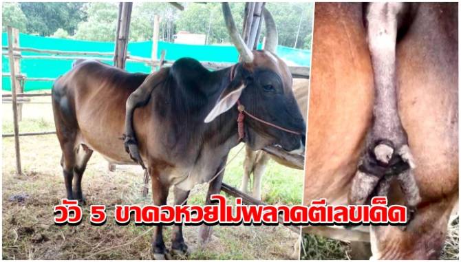 บ้านเมือง - ฮือฮา! วัว 5 ขา เจ้าของเพิ่งไถ่ชีวิตจากโรงเชือด คอหวยไม่พลาดตีเลขเด็ด 