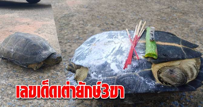 บ้านเมือง - ฮือฮา! เต่ายักษ์ 3 ขา ชาวบ้านแห่ขอโชค