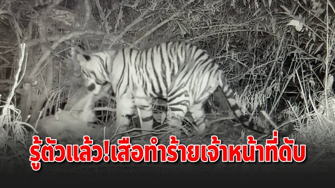 พบตัวแล้ว!เสือโคร่งทำร้ายจนท.ดับ เป็นลูกเสือวัย 1 ปี 6 เดือน เร่งศึกษาพฤติกรรม-ติดปลอกคอ