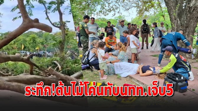 ระทึกกรุงเก่า! ต้นหางนกยูงยักษ์โค่นทับนักท่องเที่ยวเจ็บ 5 ราย
