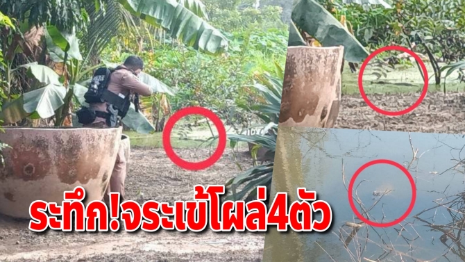 ระทึก! จระเข้โผล่ 4 ตัวรวดป่วนกบินทร์บุรี ลอยคอริมถนน-โผล่หลังบ้านผู้ใหญ่บ้าน ตร.เร่งล่า