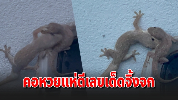 ฮือฮา! จิ้งจกผสมพันธุ์พฤติกรรมแปลก ตัวผู้กัด-ตบตัวเมีย คอหวยแห่ตีเลขเด็ด