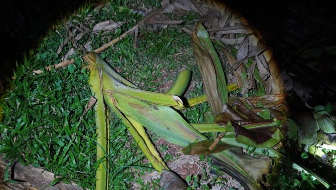 Phatthalung man burns thief’s motorcycle after banana theft | News by Thaiger